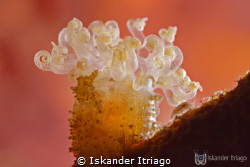 
Backlighted Anemone.
Cozumel
Nikon D700
Nikon 105mm
... by Iskander Itriago 